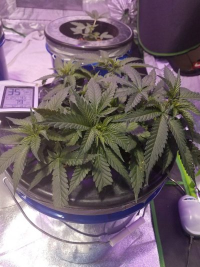 5-week-update-a-hazegorilla-gluebig-bud.jpg