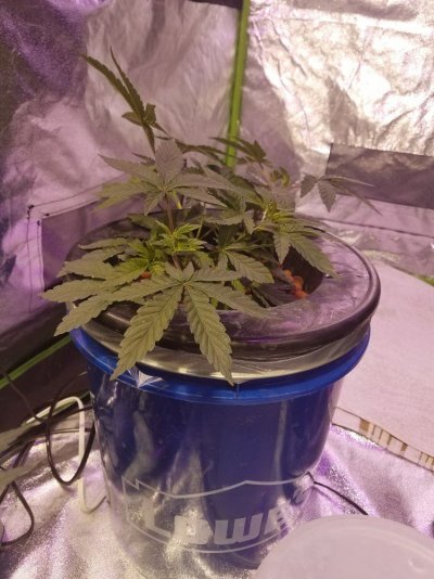 5-week-update-a-hazegorilla-gluebig-bud-2.jpg