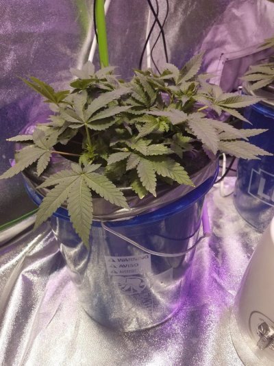 5-week-update-a-hazegorilla-gluebig-bud-3.jpg
