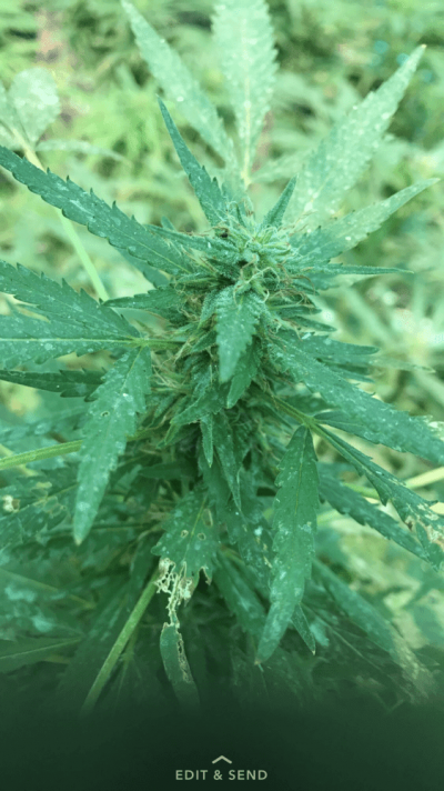 What Do These Leaves Mean Why Are They Like This ?