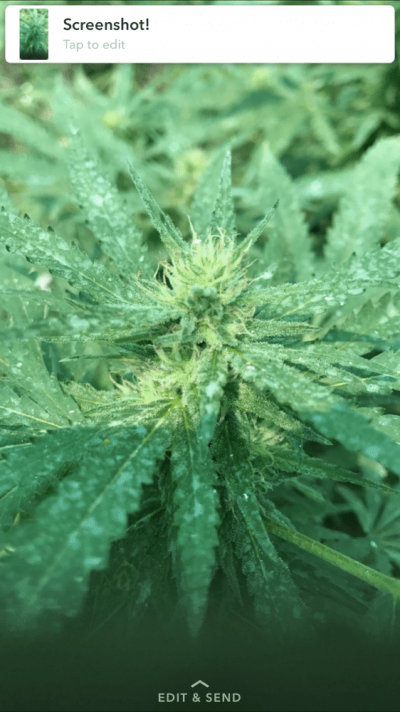 What Do These Leaves Mean Why Are They Like This ?