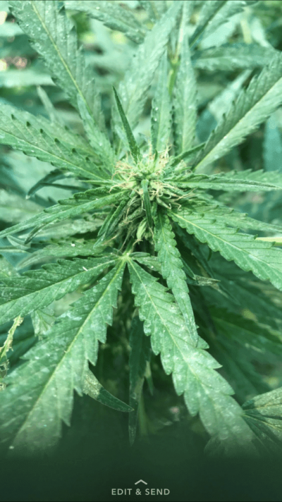 What Do These Leaves Mean Why Are They Like This ?