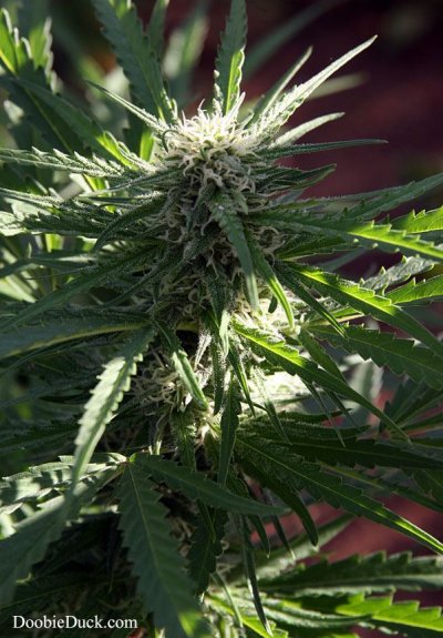Doobieduck Summer 2017 Grow