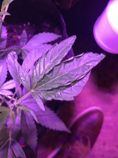 Curly At Edges Of Leaves