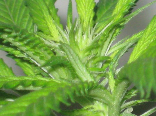 ud 5 day75 d.JPG