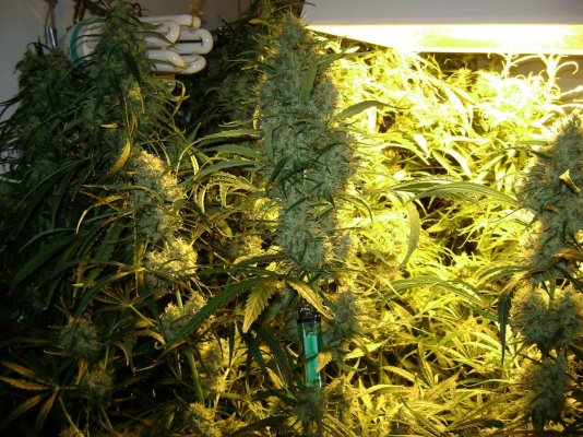 c0ast's Super Silver Haze