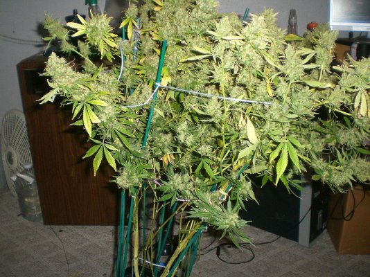 Casey Jones Day 13 of 12/12 250 H.P.S