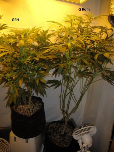 Personal Medical Grow in Coco. [Chem D, Grape Romulan, Grapefurit Haze, Casey Jones]