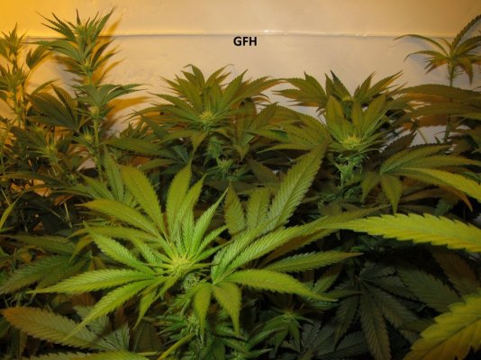 Personal Medical Grow in Coco. [Chem D, Grape Romulan, Grapefurit Haze, Casey Jones]