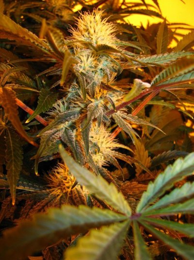 chem-4-x-deep-chunk-day-31-5.jpg