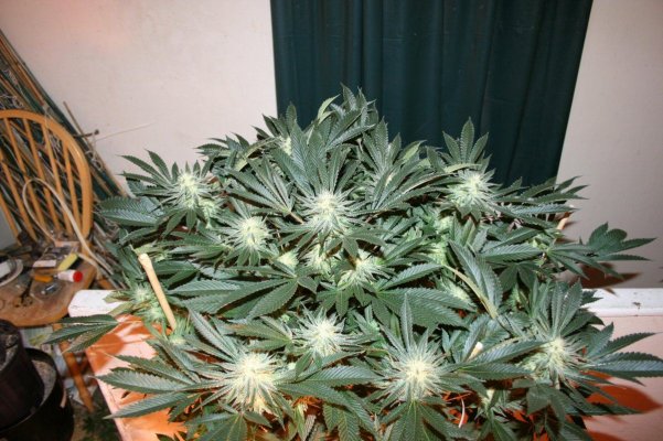 Untitled-Scanned-53.jpg