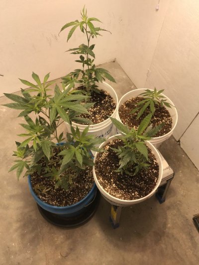 How Many Plants Can't I Grow Under A 400w Mh