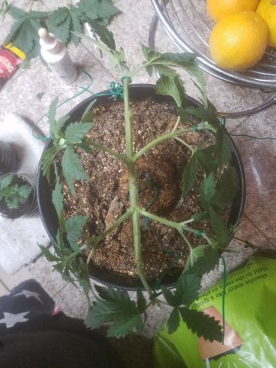 Bagseed Indica 4th Grow 1st Manifold Grow From Seed