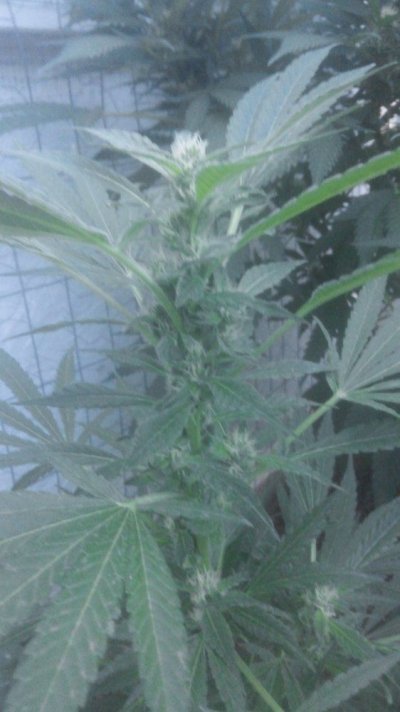Urkle clone 2.jpg