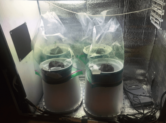 The Quest For Trichomes (a Story Of Micro Cultivation)