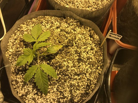 Auto Flowers Exclusively