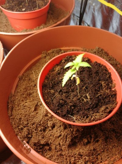 Please Help 3 Weeks Into Grow Small Plants