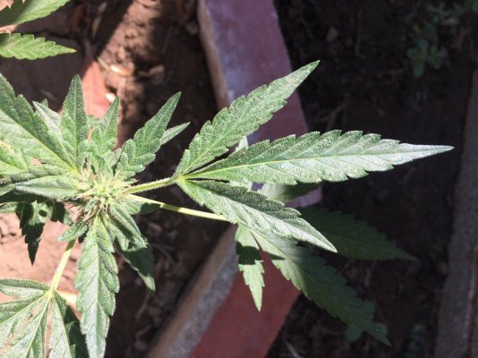 Deformed Leaves Trying To Figure Out Why.