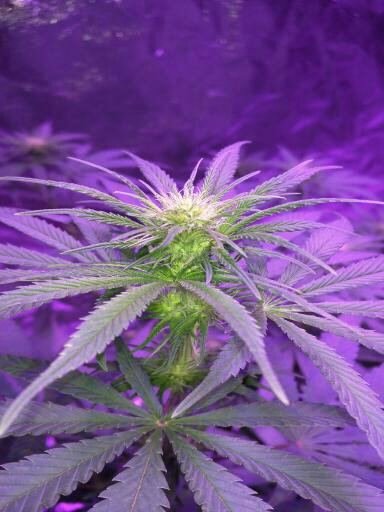 First Time Grow Any Comments?