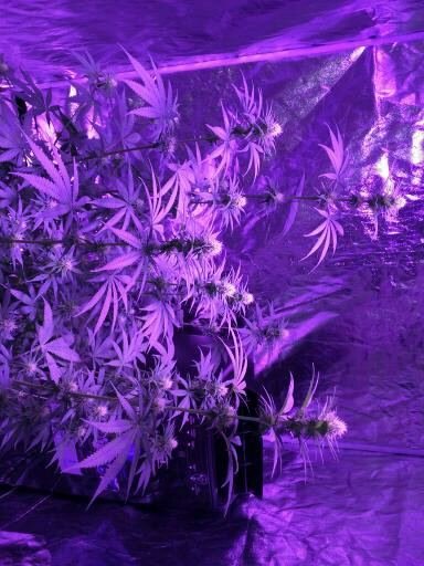 First Time Grow Any Comments?