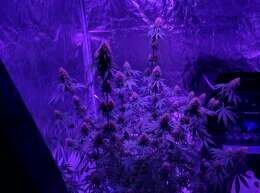 First Time Grow Any Comments?