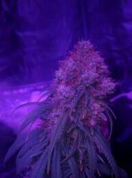 First Time Grow Any Comments?