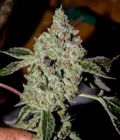 Wedding cake harvest 9 weeks 4-private.jpg