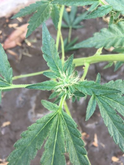 Deformed Leaves Trying To Figure Out Why.
