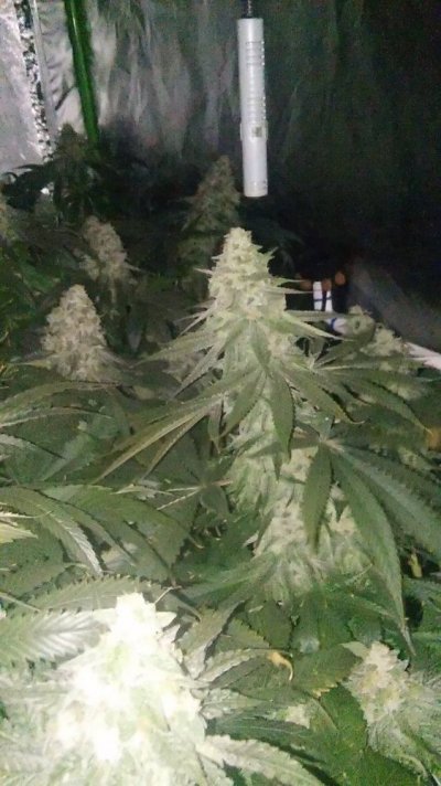 20170913_185815.jpg