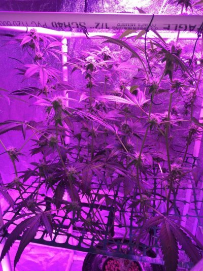 Sour Kosher, 3rd Run