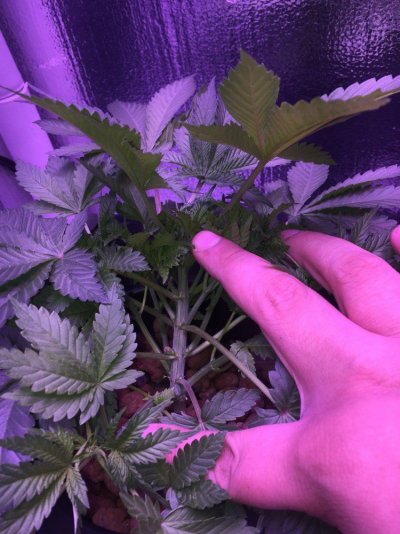 First Time Hydro Grow