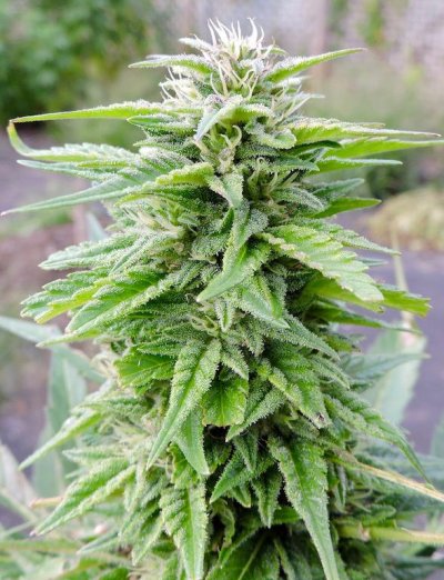 Lowryder 2 trichomes.jpg