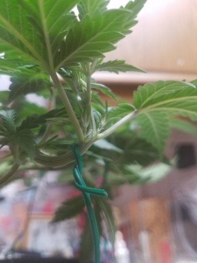 Bagseed Indica 4th Grow 1st Manifold Grow From Seed