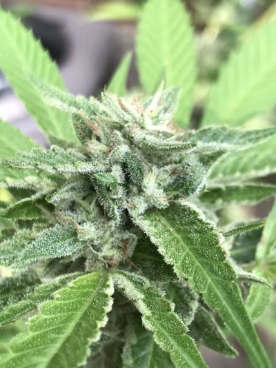 i-want-to-harvest-any-pointers-from-the-pros-2.jpg