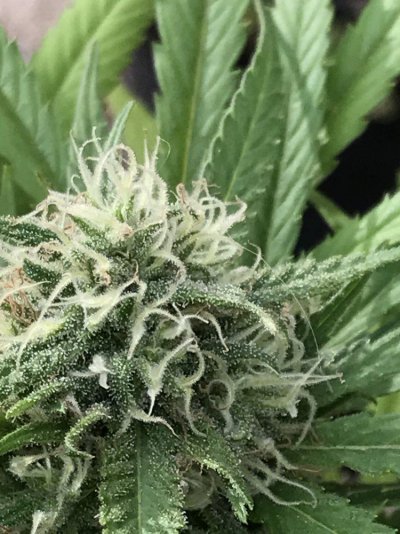 i-want-to-harvest-any-pointers-from-the-pros-3.jpg