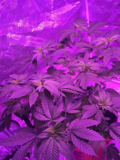 First Time Grower/ Best Bang For The Buck /budget Grow