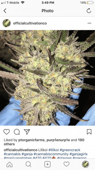 Advanced Nutrients Vs Flora Nova