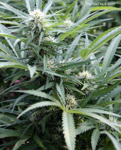 Doobieduck Summer 2017 Grow