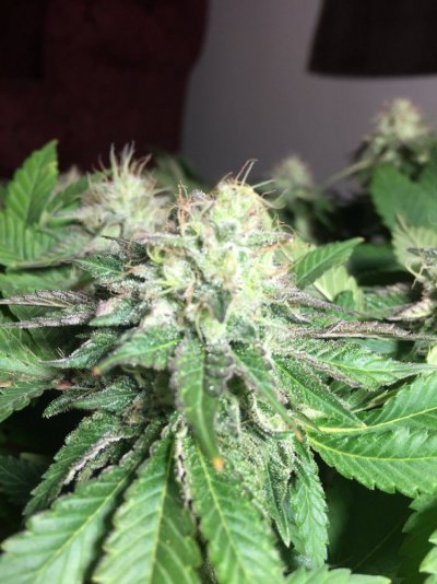 First Diarie....grow With Me