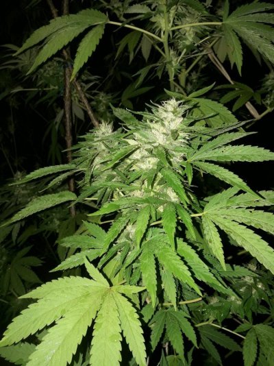 downloadfile-10.jpg