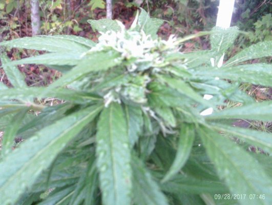 My Outdoor Grow 2017....
