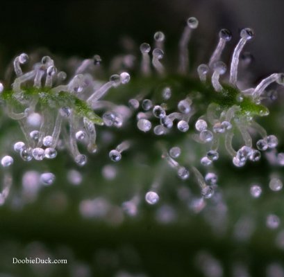 DoobieDuck's Macro Cannabis Images