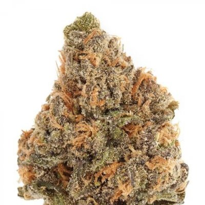 382287_Mendo Purps(1)_0.jpg
