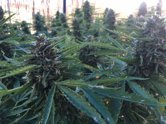Barnagoat's Headbanger By:karma Genetics