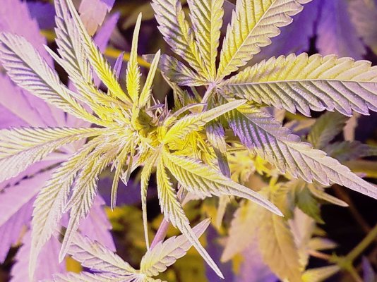 3-week-flowering-phase-dwc-first-grow-2.jpg