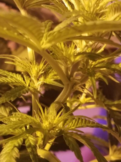 3-week-flowering-phase-dwc-first-grow-3.jpg