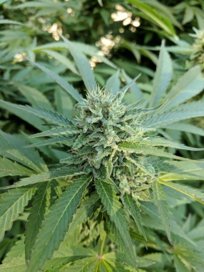 wwbud2_10-2 (1).jpg