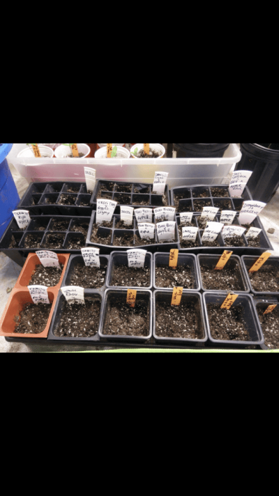 growing-cyco-3.png