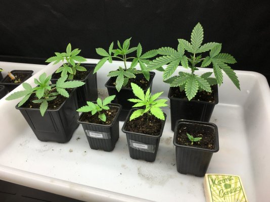 Barnagoat's Headbanger By:karma Genetics