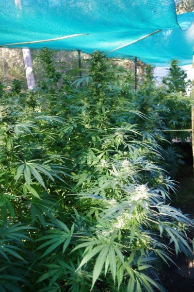 Grow Log 3375 10-04-2017.jpg